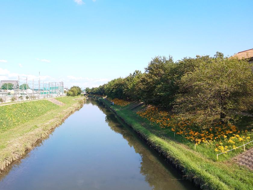 高浜市 稗田川彼岸花 見頃はどの順 愛知県高浜市 Korette