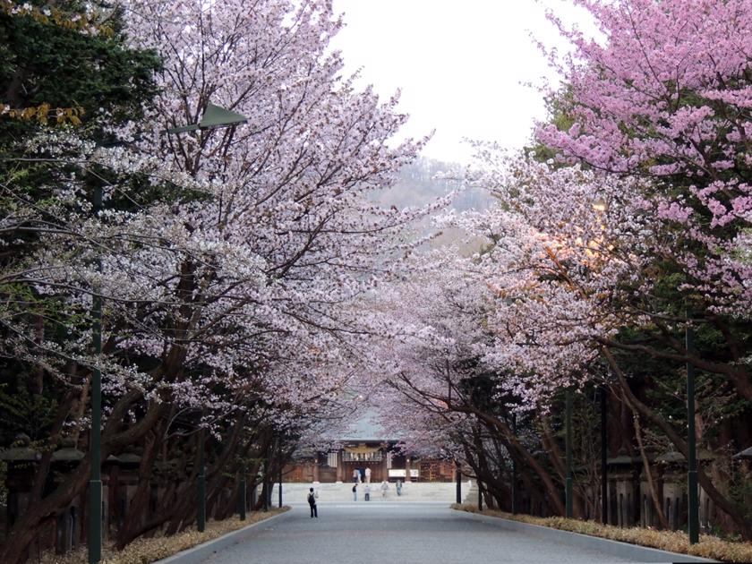 北海道神宮の桜 北海道札幌市 Korette